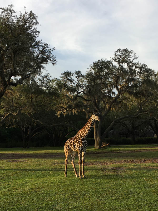 Giraffe at Disney's Animal Kingdom